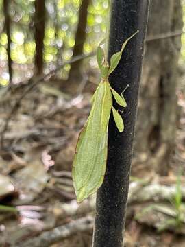 Image of Australian Leaf Insect