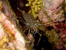 Image of Rockpool shrimp