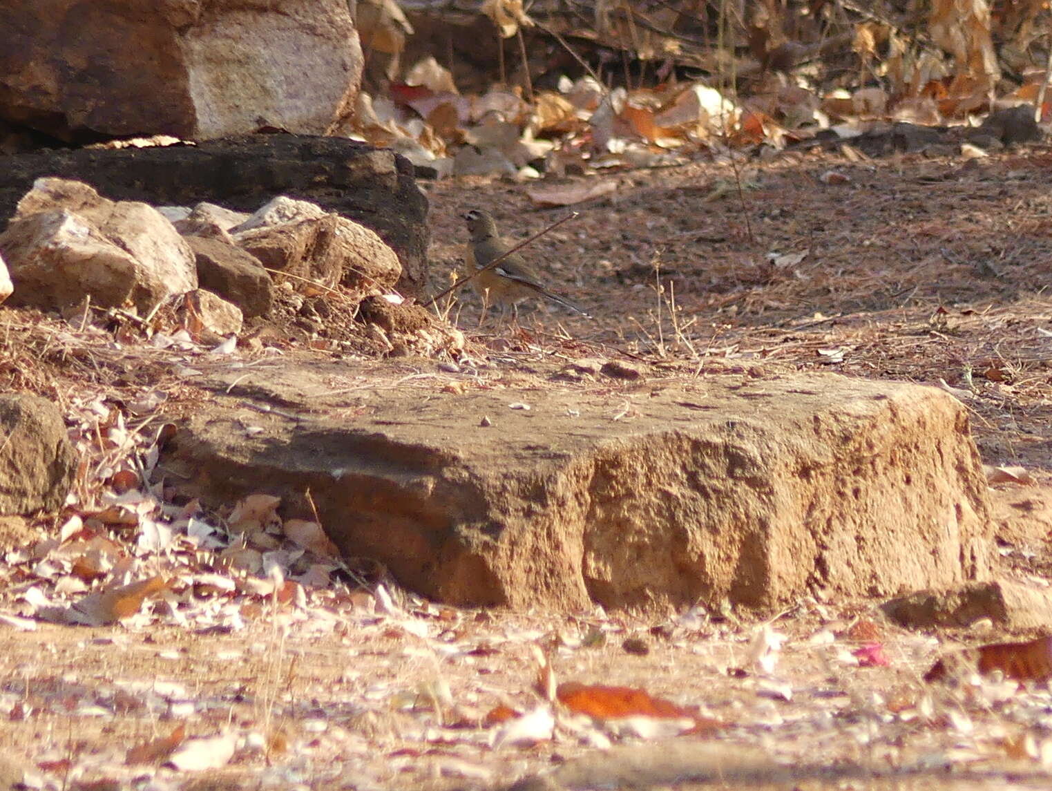 Image of Bearded Scrub Robin