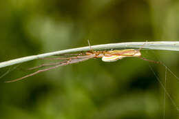 Image de Tetragnatha extensa (Linnaeus 1758)