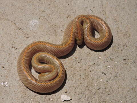 Image of Aurora House Snake