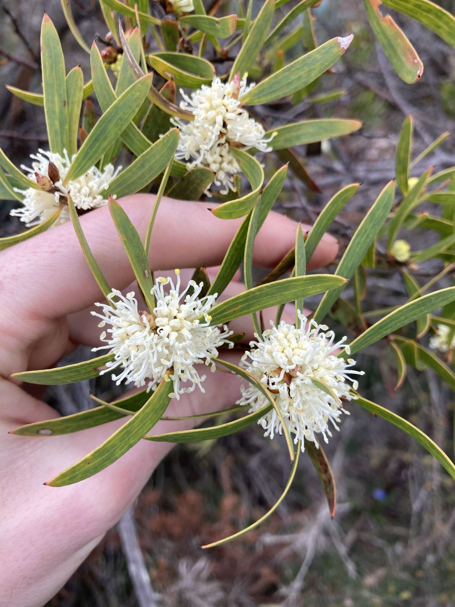 Image of Hakea ambigua Meissn.