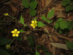 Image of Geum japonicum Thunb.