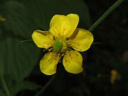 Image of Geum japonicum Thunb.