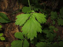 Image of Geum japonicum Thunb.