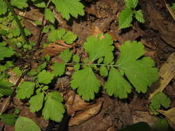 Image of Geum japonicum Thunb.