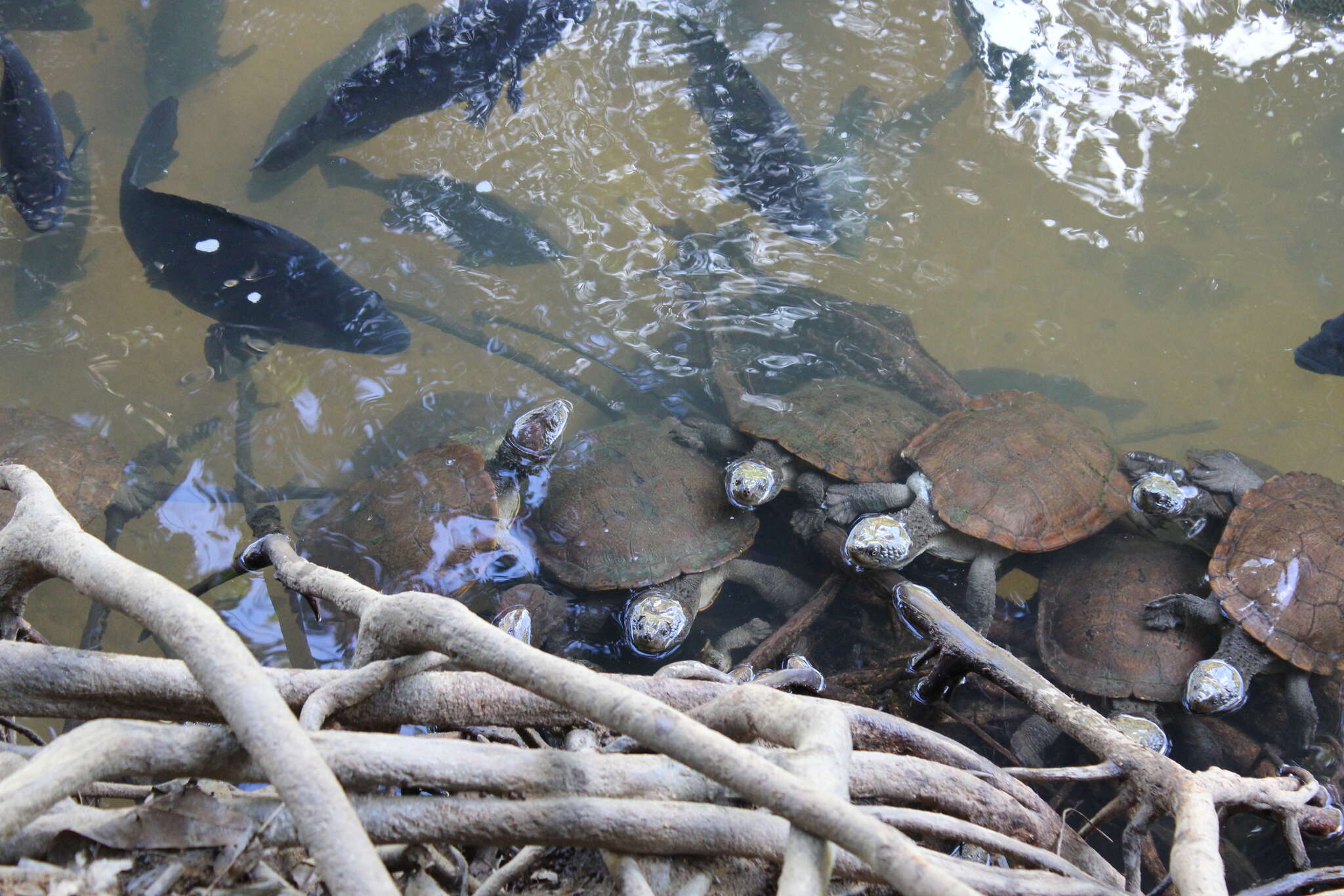Image of Australian Saw Shelled Turtles