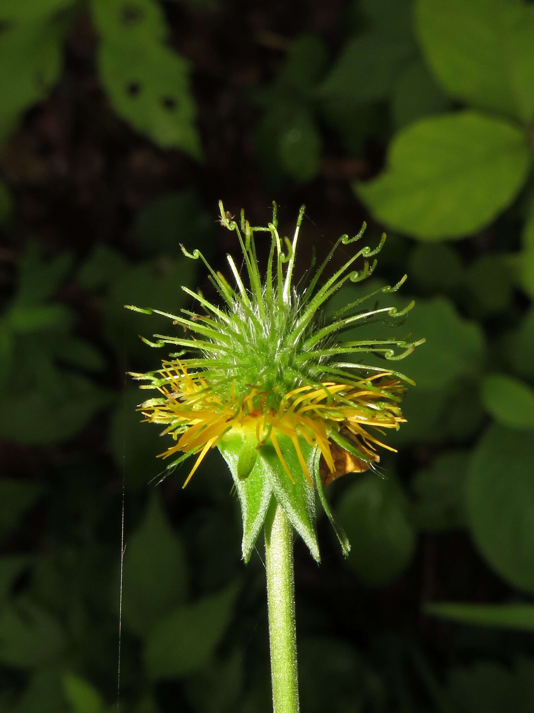 Image of Geum japonicum Thunb.