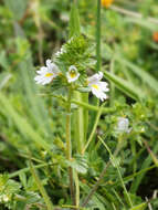 Слика од Euphrasia stricta D. Wolff ex J. F. Lehm.