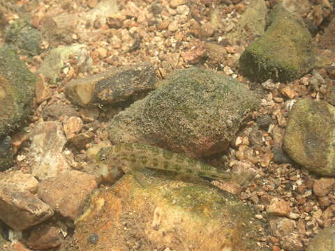 Image of Snubnose Darter