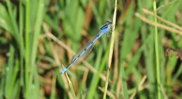 Image of Familiar Bluet