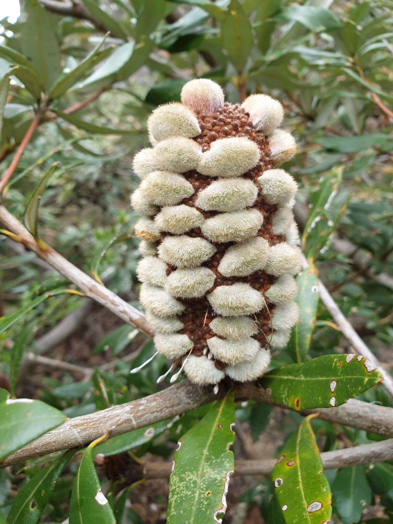 Image of Banksia saxicola A. S. George