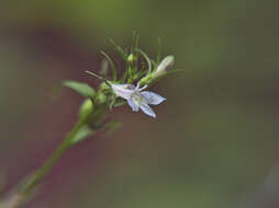 Image of Indian-tobacco