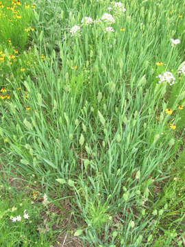 Image of Carolina canarygrass