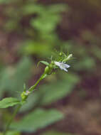 Image of Indian-tobacco