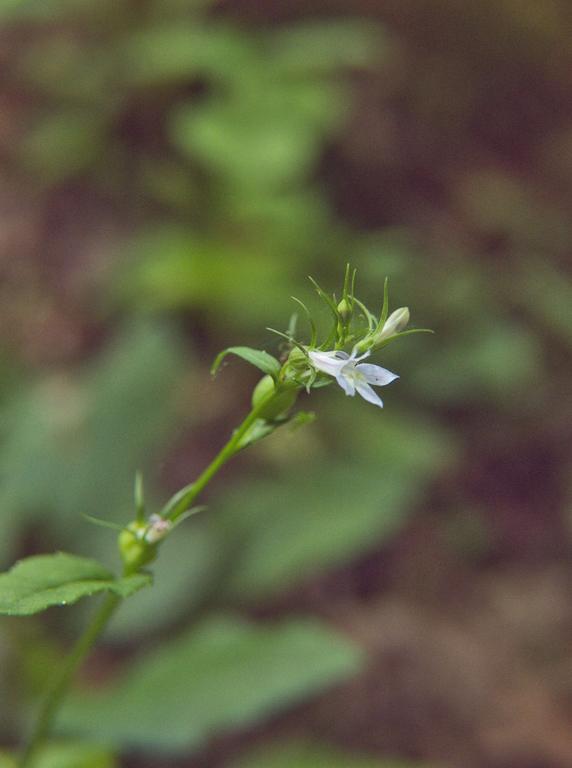 Image of Indian-tobacco