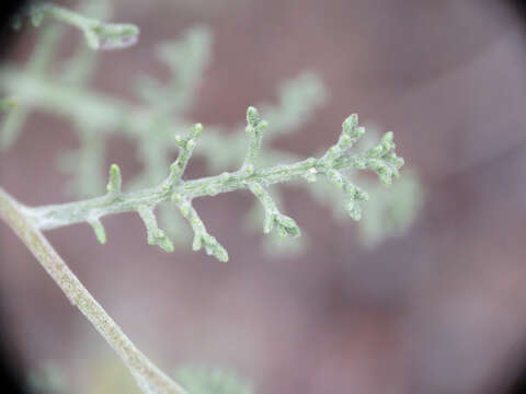 Sivun Chaenactis glabriuscula var. orcuttiana (Greene) Hall kuva