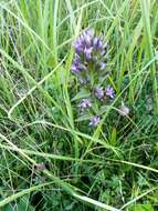 Image of Rough Gentian