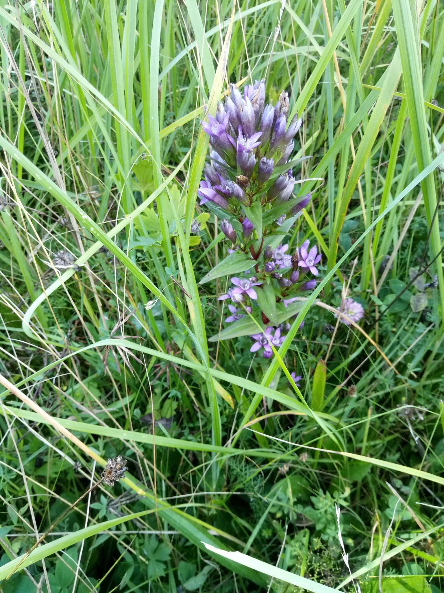 Image of Rough Gentian