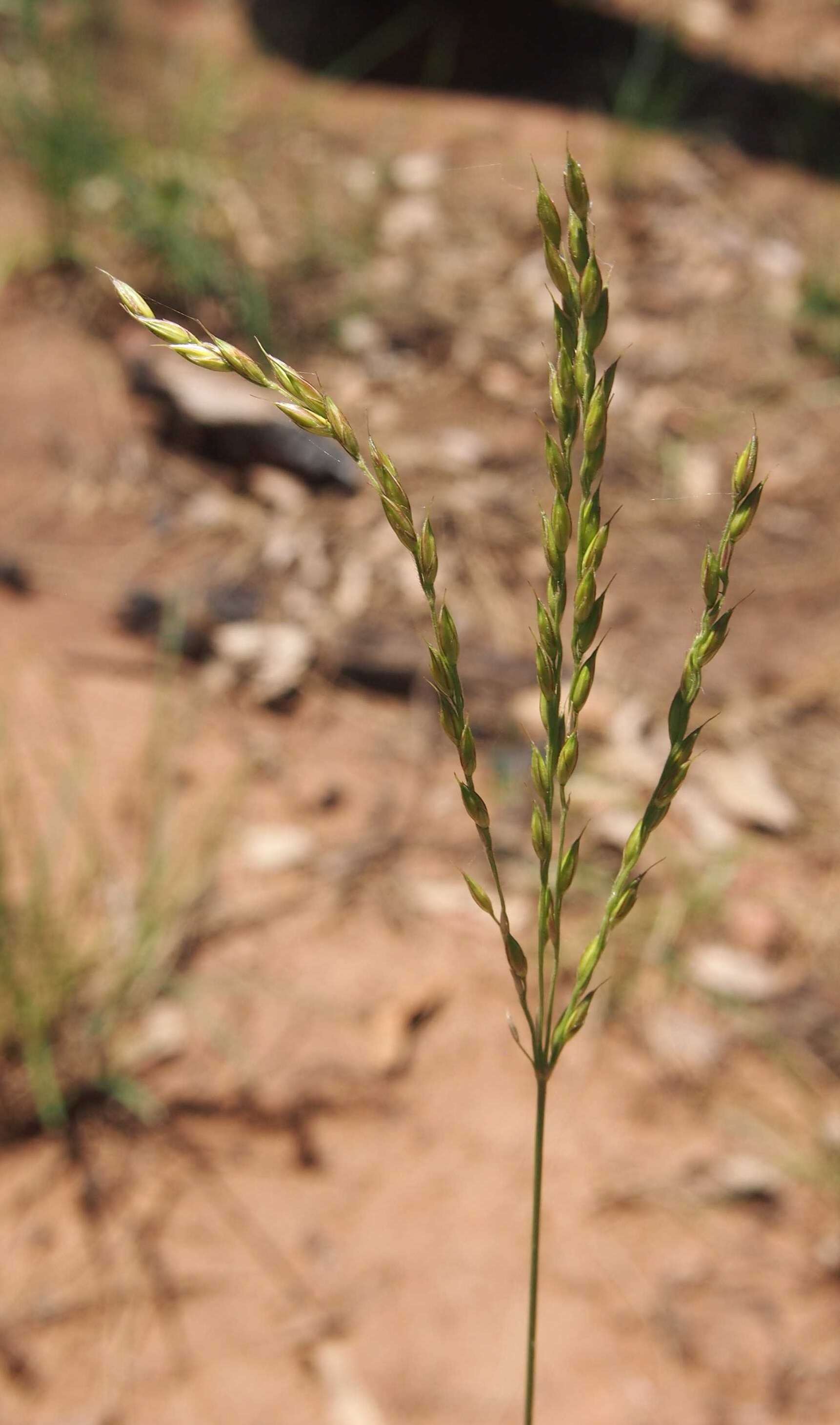 Image of Alloteropsis semialata (R. Br.) Hitchc.