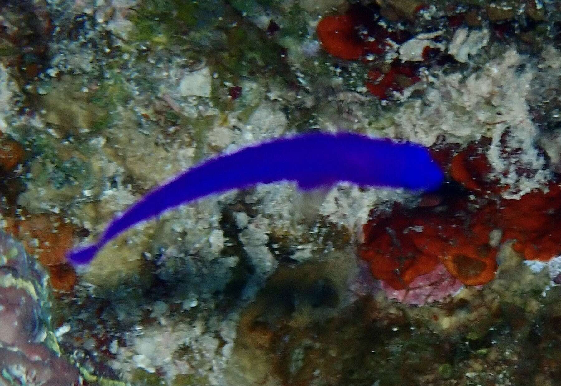 Image of Orchid dottyback