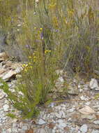 Image of Lobelia linearis Thunb.