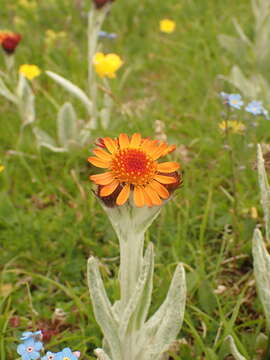 Image of Tephroseris integrifolia subsp. capitata (Wahlenb.) B. Nord.