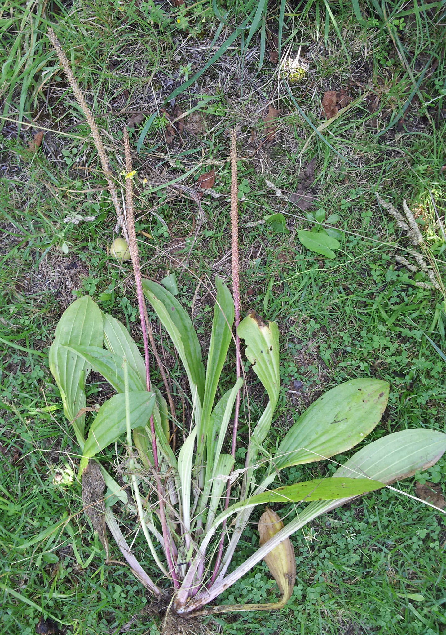 Image of Mexican Plantain