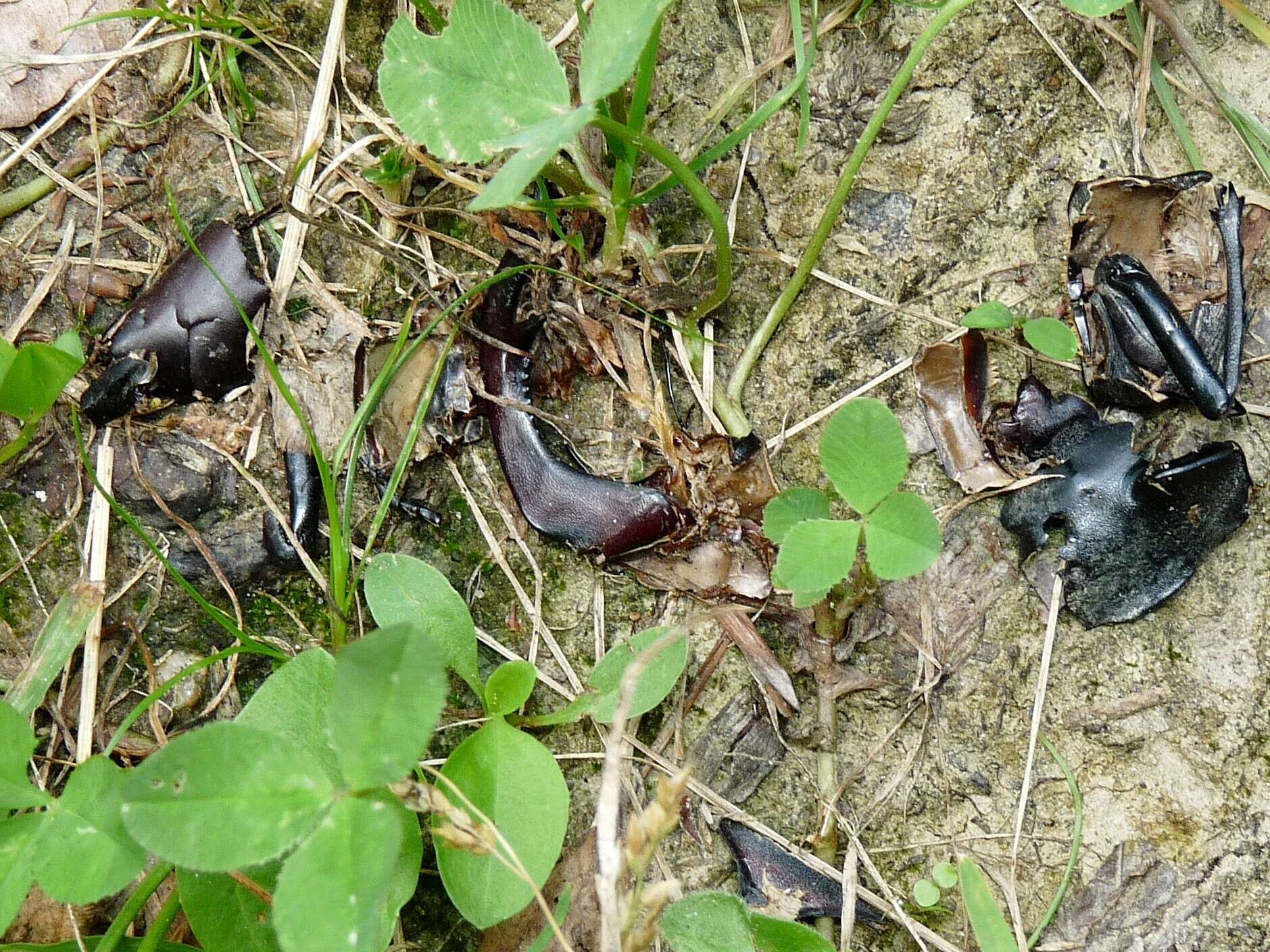 Image de Lucanus cervus cervus