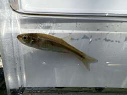 Image of Finescale dace