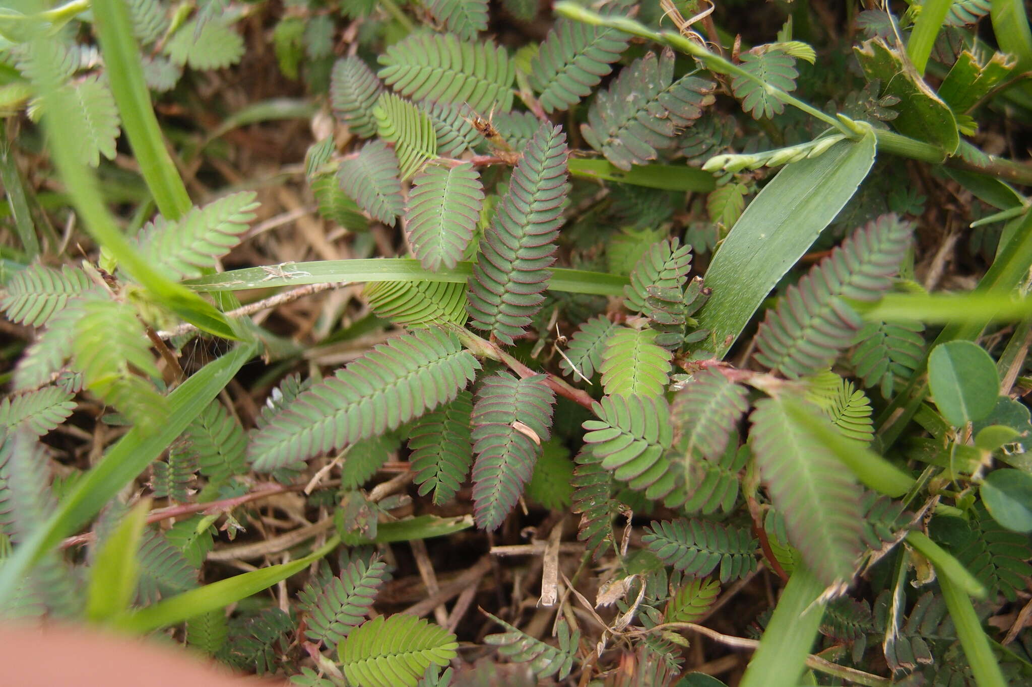 Image of Indian jointvetch