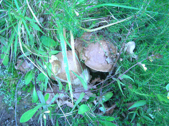 Imagem de Boletus reticulatus Schaeff. 1774