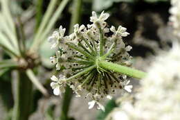 Image of Heracleum grandiflorum Stev. ex Bieb.