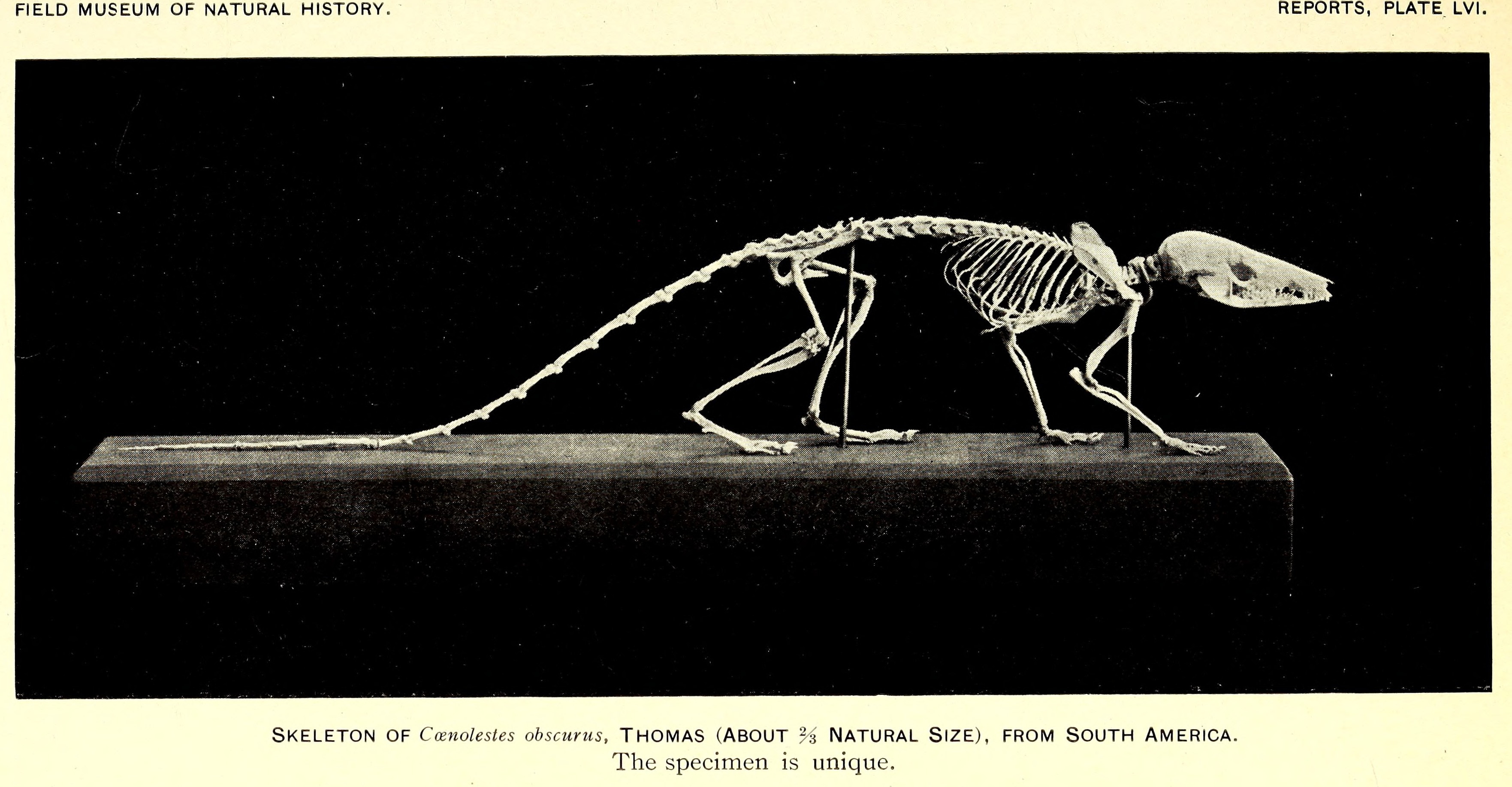 Blackish Shrew Opossum Encyclopedia Of Life