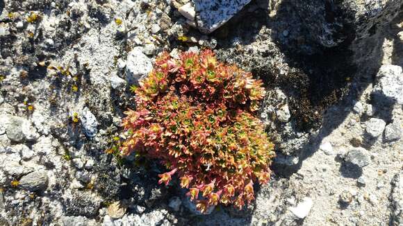 Слика од Saxifraga cespitosa L.