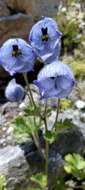 Image of Delphinium brunonianum Royle