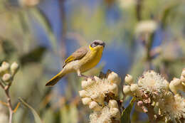 Image of Grey-headed Honeyeater