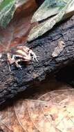 Image of Anthony's Poison-Arrow Frog