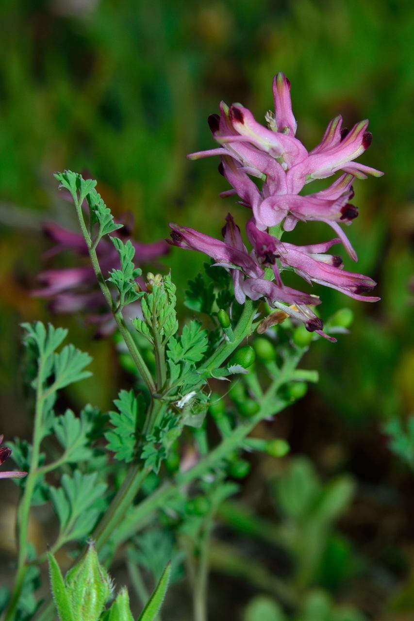 Image of fumitory