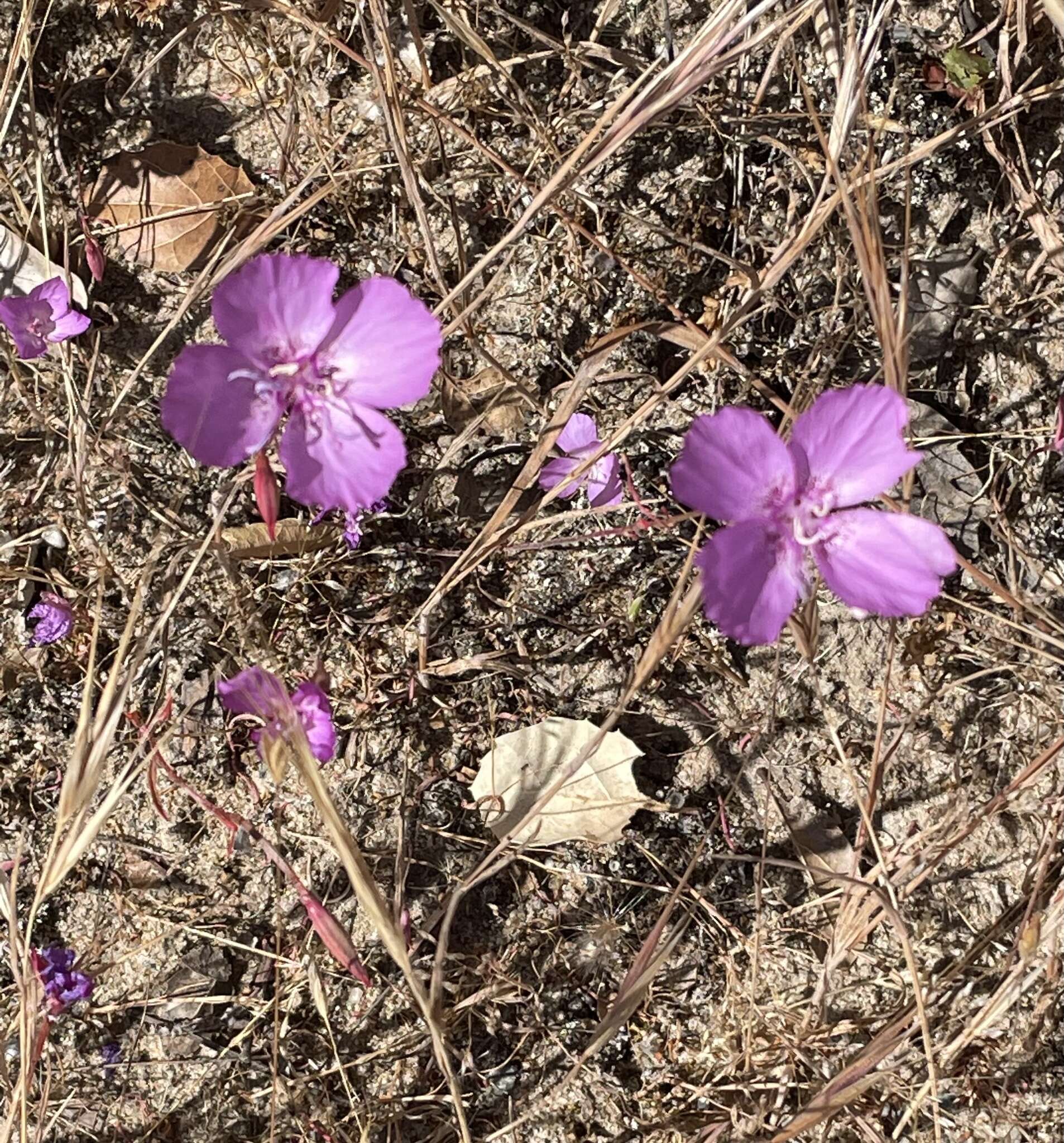 Plancia ëd Clarkia lewisii P. H. Raven & D. R. Parnell