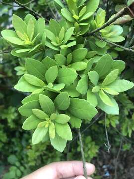 Image of Morella adenophora (Hance) J. Herb.