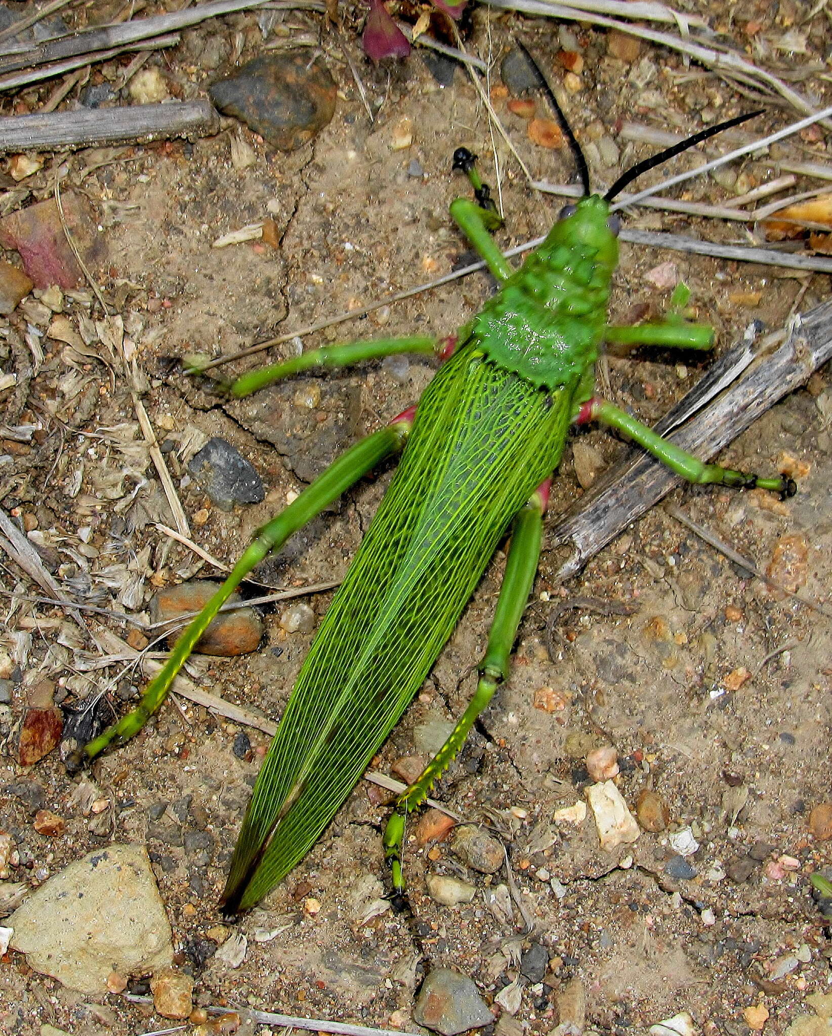 صورة Phymateus (Phymateus) viridipes Stål 1873