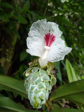 Image of Dimerocostus cryptocalyx N. R. Salinas & Betancur