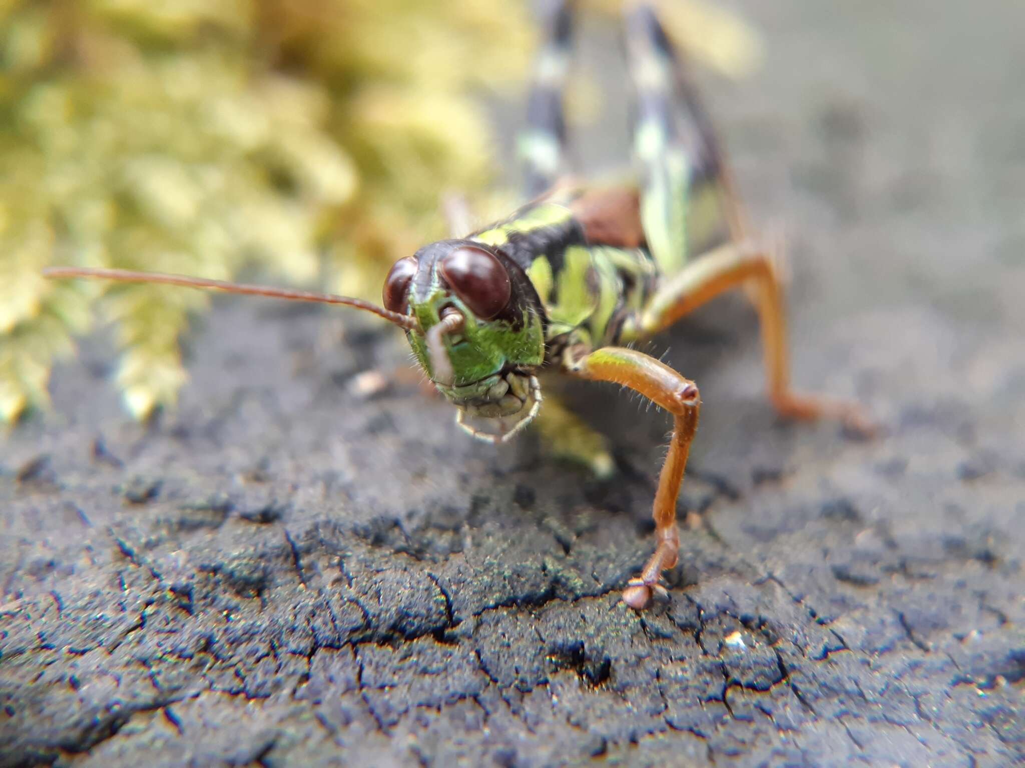 صورة Miramella (Kisella) alpina subsp. alpina (Kollar 1833)