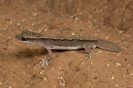 Image de Diplodactylus vittatus Gray 1832