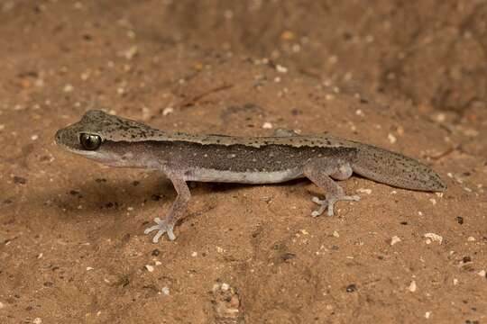 Image of Diplodactylus vittatus Gray 1832