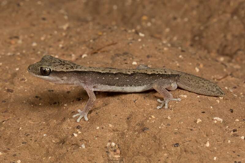 Image de Diplodactylus vittatus Gray 1832