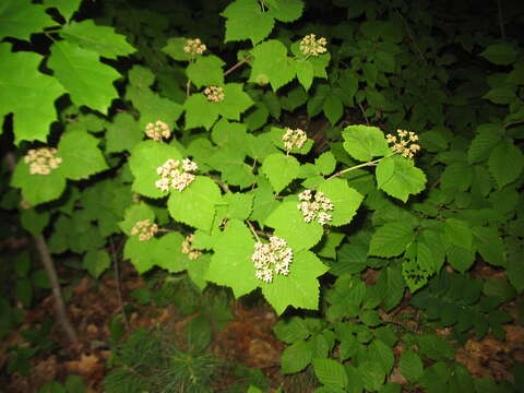 Imagem de Viburnum acerifolium L.