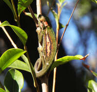 Image of Cape dwarf chameleon