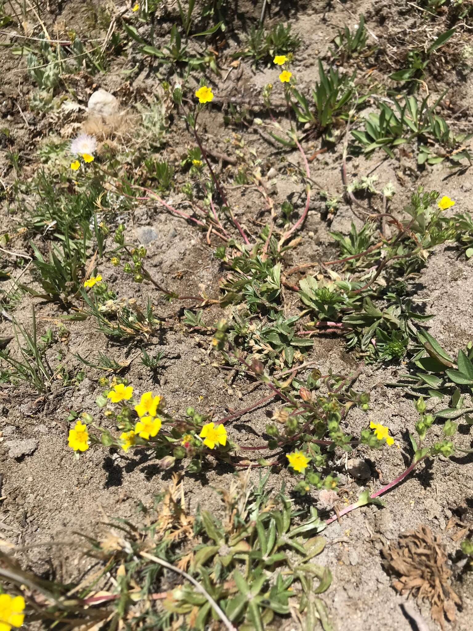 Image of <i>Potentilla luteosericea</i>